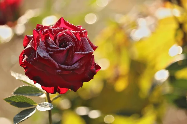 Buz kristalleriyle kaplı donmuş gül.