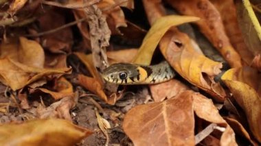 Kuru yapraklarda çim yılanı. Natrix. Yılan Başı.  
