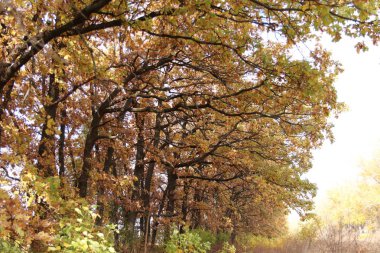 Kırsal bir yol boyunca meşeler büyüyor. Yatay dallar. Sonbahar manzarası