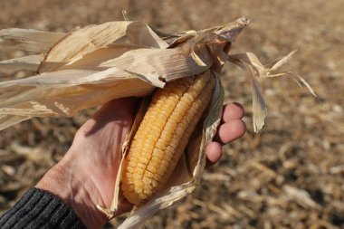Bulanık mısır tarlasına karşı eli kuru bir mısır kabuğu tutuyor.