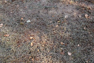 Çimlerin üzerinde kar toprağı. Sabahın erken saatlerinde çimenler küçük buz kristalleriyle kaplanır..