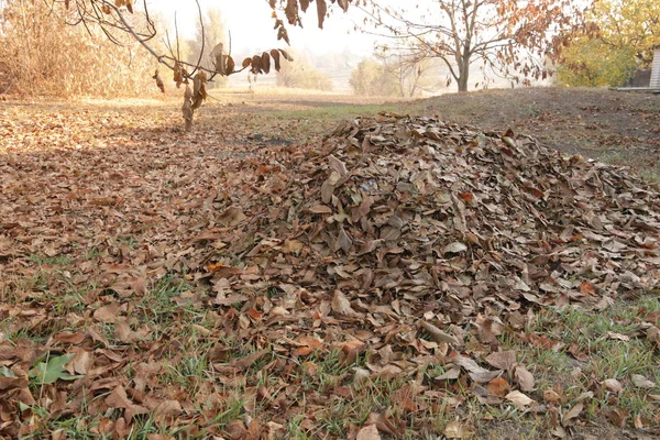 A huge pile of fallen leaves in the garden. Cleaning the garden.