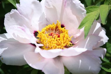 Peony ağacının güzel pembe çiçeği. Paeonia x ouruticosa.