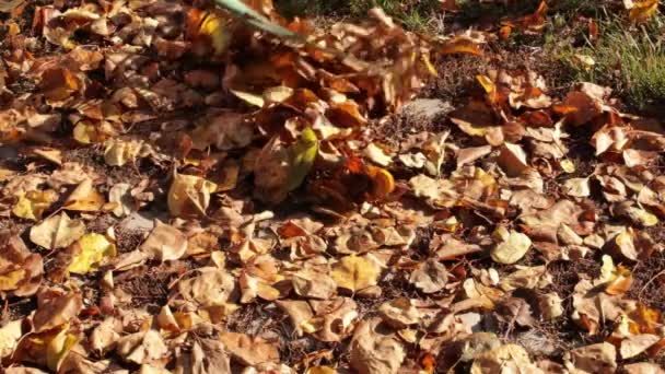 Reinigung Von Trockenen Blättern Herbstblattfall — Stockvideo