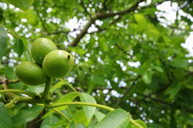 Ceviz ağacında yeşil ceviz