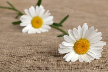 Papatyalar keten bir masa örtüsüyle kaplı bir masanın üzerinde yatıyorlar. Seçici odak.