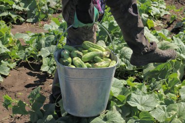 Çiftçi bir kova salatalık taşıyor. Salatalık topluyorum..