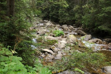 Hoverle Dağı 'ndaki Prut Nehri' nin kaynağı. Seçici odak.