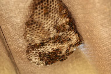 Eşek arısı yuvası. Eşek arıları ahırın çatısının altına kendilerine bir yuva inşa ettiler..