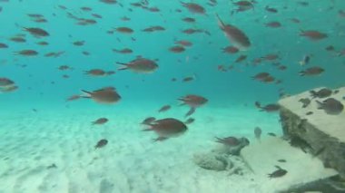 Sualtı canlıları Bonaire, Hollanda Antilleri