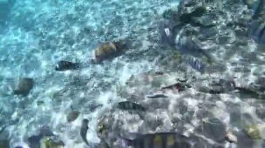 Sualtı canlıları Bonaire, Hollanda Antilleri