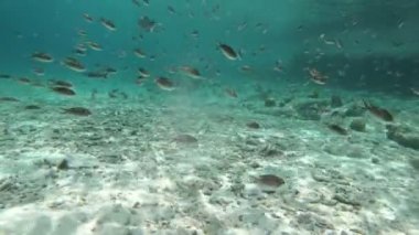 Sualtı canlıları Bonaire, Hollanda Antilleri