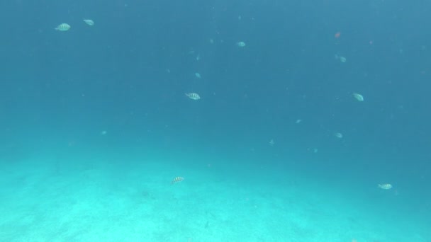 Vida Subaquática Bonaire Antilhas Holandesas — Vídeo de Stock