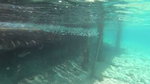ボネール島 オランダ領アンティル諸島の水中生活 — ストック動画