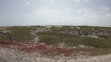 Eşekler Bonaire çölde