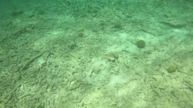 Sualtı canlıları Bonaire, Hollanda Antilleri