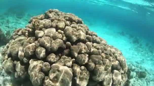 Unterwasserleben Auf Bonaire Holländischen Antillen — Stockvideo