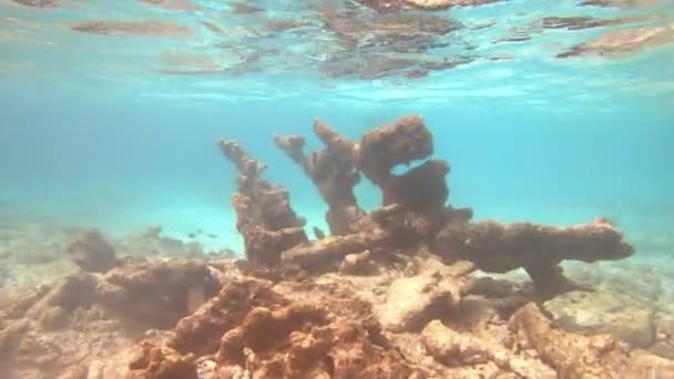 ボネール島 オランダ領アンティル諸島の水中生活 — ストック動画