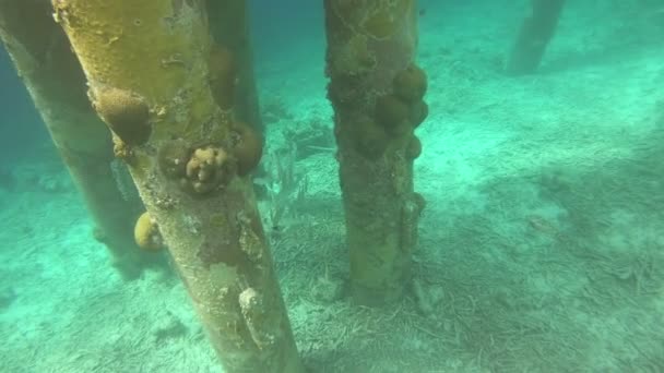 Vita Subacquea Bonaire Antille Olandesi — Video Stock