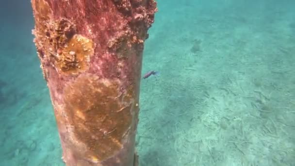 Vida Subaquática Bonaire Antilhas Holandesas — Vídeo de Stock