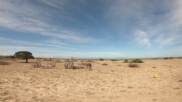 Donkeys Desert Bonaire — Stock Video