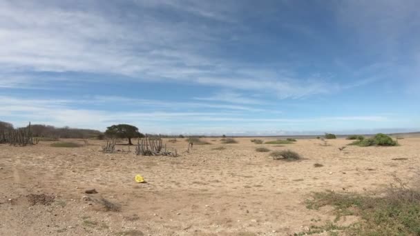 Les Ânes Dans Désert Sur Bonaire — Video