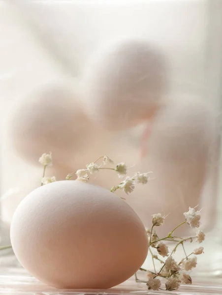 Yumurta bir diğer yumurta beyaz zemin üzerine kapatın