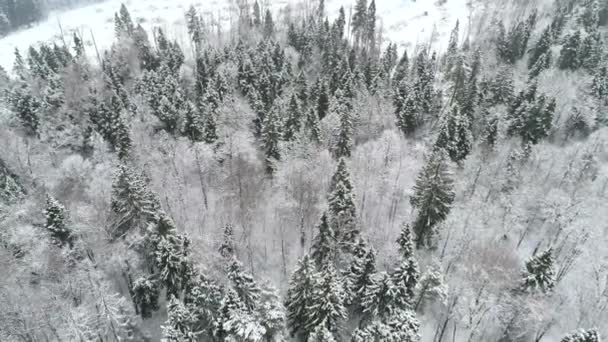 Floresta nevada de inverno, vista aérea — Vídeo de Stock