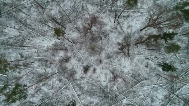 Winter besneeuwde bos, luchtfoto — Stockvideo