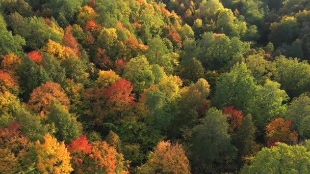 Podzimní les, Rusko, letecký pohled — Stock video