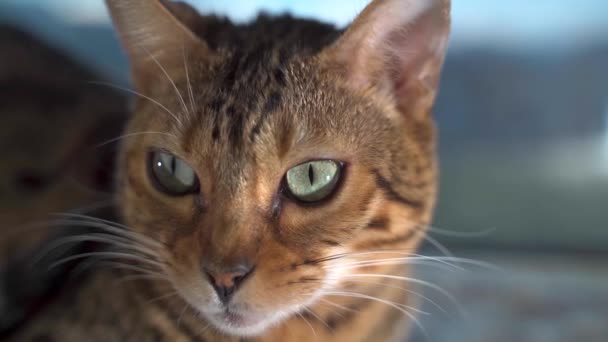 Chat du Bengale assis sur la fenêtre 