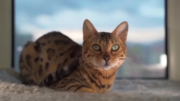 Bengaalse kat zittend op het raam — Stockvideo