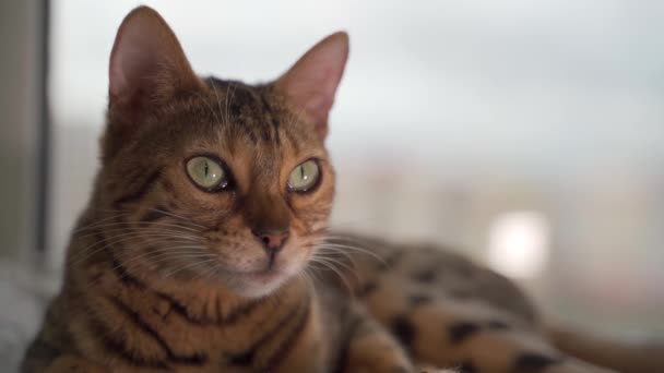 Bengal Katze sitzt auf dem Fenster — Stockvideo