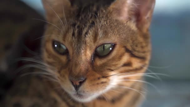 ベンガル猫が窓の上に座っている — ストック動画