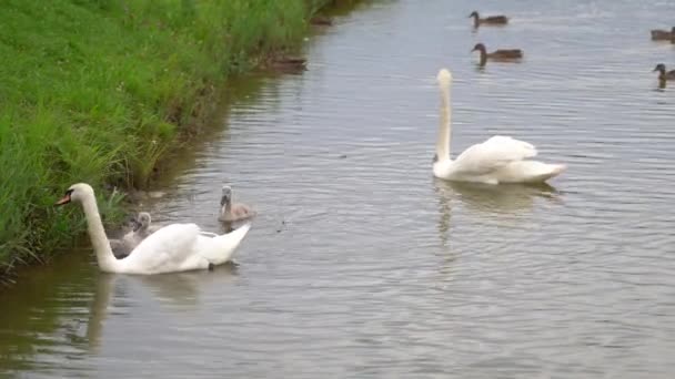 Cisnes e patos nadam na lagoa — Vídeo de Stock