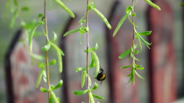 Hommel vliegt bij de tak — Stockvideo