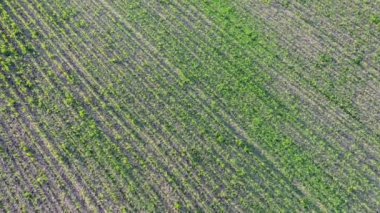 Genç yeşil mısır, mısır filizleri, filizler, tarlada ekilen sıralar, hava manzarası