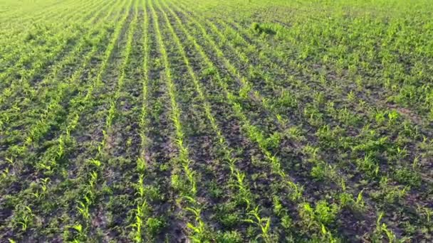 Jonge groene maïs, maïsspruiten, scheuten, geplant in rijen in het veld, bovenaanzicht — Stockvideo