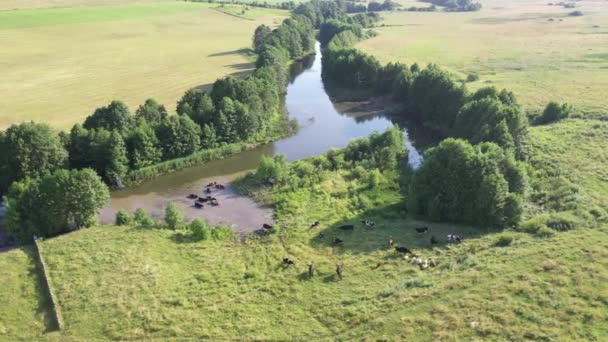 Mucche nuotare lungo il fiume, Russia — Video Stock