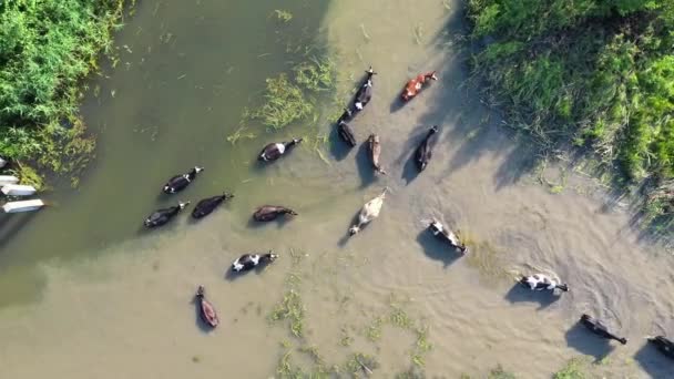 Tehenek úsznak a folyónál, Oroszország — Stock videók