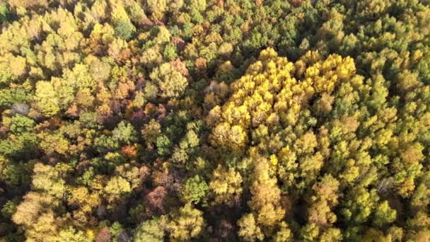 俄罗斯秋天的森林，鸟瞰 免版税图库视频片段