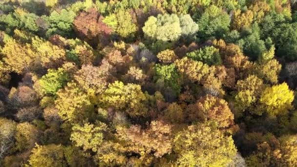 Autumn forest, Russia, aerial view Stock Footage