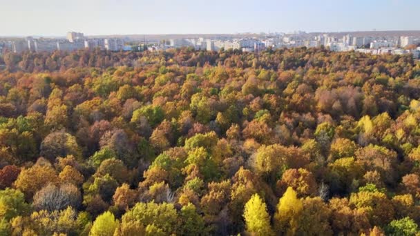 俄罗斯秋天的森林，鸟瞰 视频剪辑