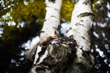 çılgın sincap ağaçta