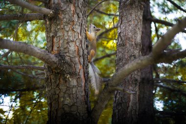 çılgın sincap ağaçta