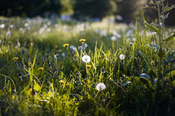 Yeşil Park tesislerinde