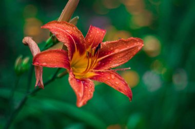 yağmurdan sonra kırmızı Orkide