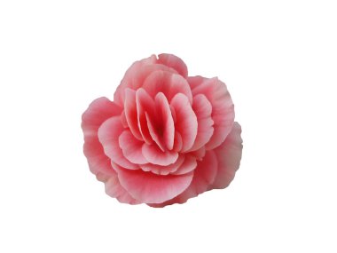 Arka plan için begonya pembe çiçeği taze canlı