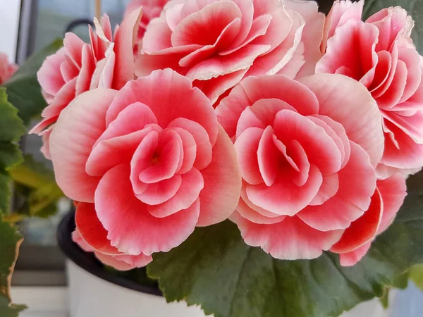 Begonia Rosa Flor Fresca Vívida Para Fundo — Fotografia de Stock