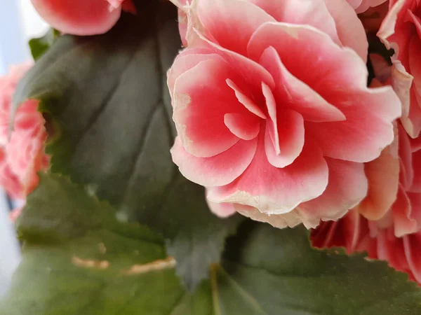 Begonia Rosa Flor Fresca Vívida Para Fundo — Fotografia de Stock